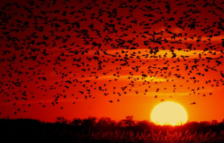 coucher de soleil avec les papillons